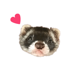 [LINEスタンプ] フェレットほたてちゃんの毎日 第1弾