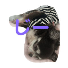 [LINEスタンプ] 愛犬チロルスタンプ
