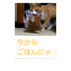 [LINEスタンプ] 猫が色々しゃべります