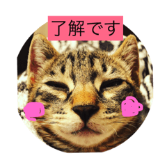 [LINEスタンプ] komugi0920