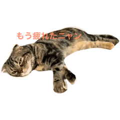 [LINEスタンプ] スコティッシュフォールドのミント