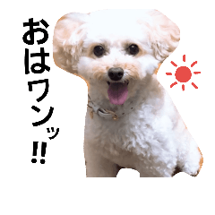 [LINEスタンプ] トイプードルズ
