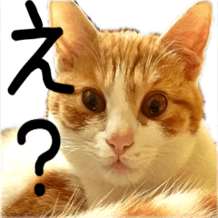 [LINEスタンプ] 茶白猫の会話