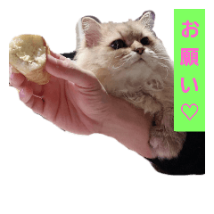 [LINEスタンプ] きっちゃん(オス)