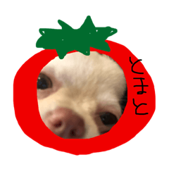 [LINEスタンプ] ここぴともなぴ