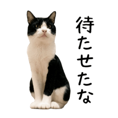 [LINEスタンプ] おにぎり猫八雲