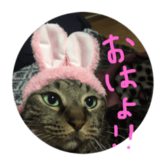 [LINEスタンプ] 私のペットひなちゃんのスタンプ