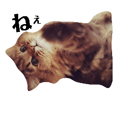 [LINEスタンプ] 猫のるい