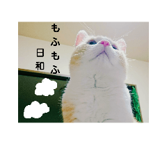 [LINEスタンプ] マンチカンのぽてと日和