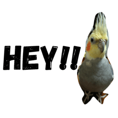 [LINEスタンプ] オカメインコのセサミ