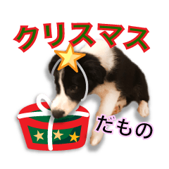 [LINEスタンプ] 生意気ボーダーコリー犬武智麻呂の年末☆