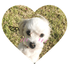 [LINEスタンプ] チワマルのむぎちゃん