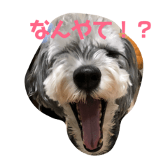 [LINEスタンプ] 天真爛漫な天心くん