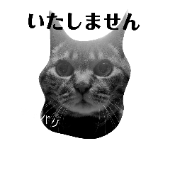 [LINEスタンプ] ダックスその他の愉快な仲間たちの日常12