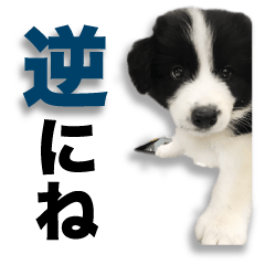 [LINEスタンプ] ボーダーコリーの生意気犬☆武智麻呂☆