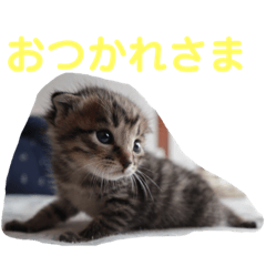 [LINEスタンプ] どんぐりとこのみと…