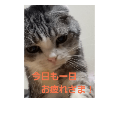 [LINEスタンプ] スコティッシュフォールドみかんのスタンプ