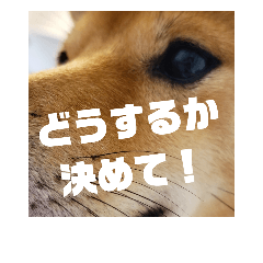 [LINEスタンプ] ゴン太さん②