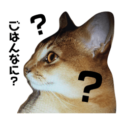 [LINEスタンプ] 蘭丸の一日