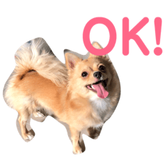 [LINEスタンプ] チワワのルナさん