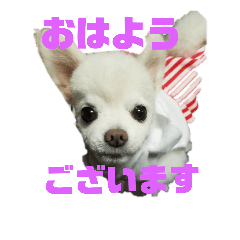 [LINEスタンプ] よんよんシリーズ