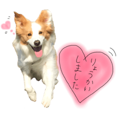 [LINEスタンプ] ボーダーコリーハルイくん☺︎"1