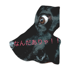 [LINEスタンプ] へんてこわんちゃん・ワン！
