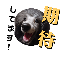 [LINEスタンプ] わんこ盛り part1