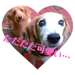 [LINEスタンプ] 我が家のわんこと我が家の会話