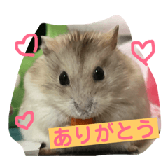 [LINEスタンプ] ハムスターのきなこだよ！