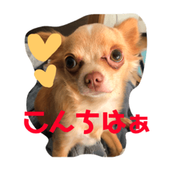 [LINEスタンプ] ちわわのきなこ3