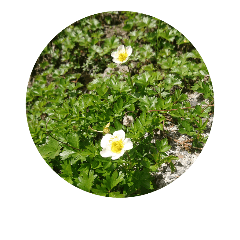 [LINEスタンプ] 高山植物
