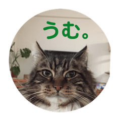 [LINEスタンプ] 日々けだま2