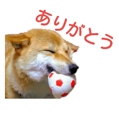 [LINEスタンプ] 柴犬こころのスタンプ