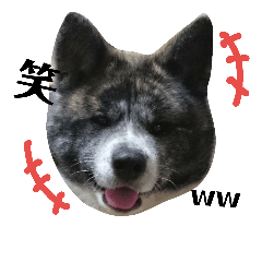 [LINEスタンプ] 秋田犬きなこさんw