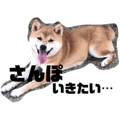 [LINEスタンプ] うちの犬ちゃん