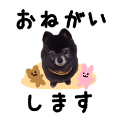 [LINEスタンプ] 犬猫♡あもひふてん3