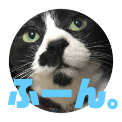 [LINEスタンプ] ひじきずわんにゃん