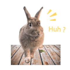 [LINEスタンプ] うさぎのヌーノイ