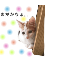 [LINEスタンプ] 三毛猫ことちゃん