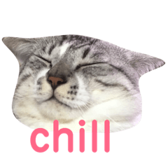 [LINEスタンプ] ききさん