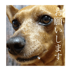 [LINEスタンプ] 僕の名前はピース