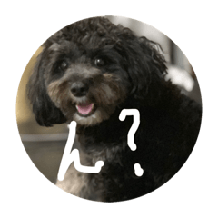 [LINEスタンプ] 世界に晒される事を知らない黒犬