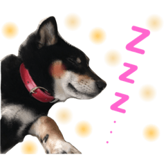 [LINEスタンプ] 黒柴うめ