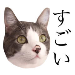 [LINEスタンプ] うちねこスタンプ作ったよ2個目