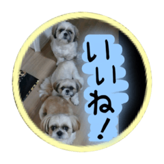 [LINEスタンプ] シーズー親子のまいにち②