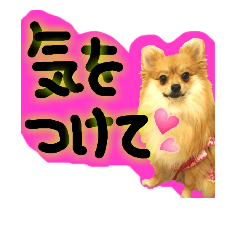 [LINEスタンプ] ポメラニアン♡日常用語☆