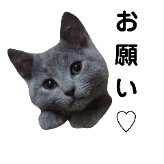 [LINEスタンプ] ミルのあいさつ
