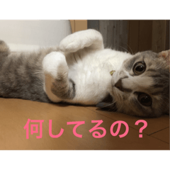 [LINEスタンプ] 家族猫スタンプ