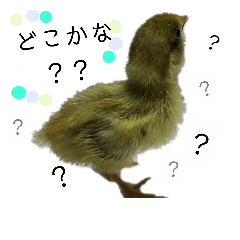 [LINEスタンプ] うずらサン。
